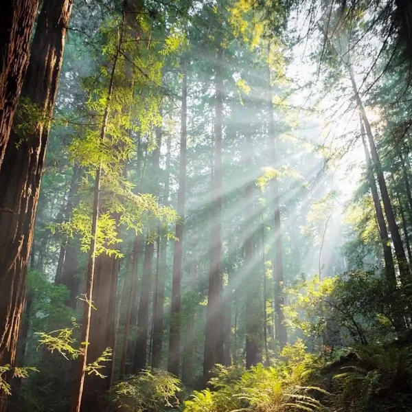 Ketamine therapy in Monterey, California. Light shining through redwood trees in California.
